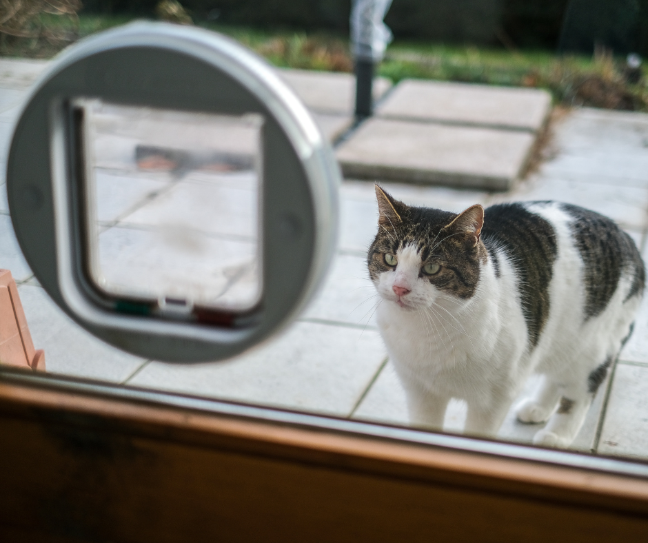 renewable-house.co.uk cat flap